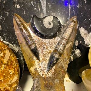 Orthosaras and Ammonite centerpiece